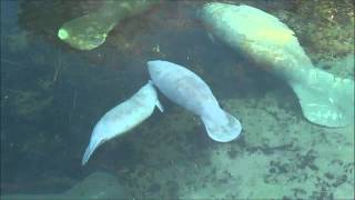 Manatees Youngsters at Play [upl. by Oznerol]