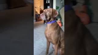 Shortened edit Georgiathevizsla fypシ゚ viralvideo [upl. by Ingeborg]