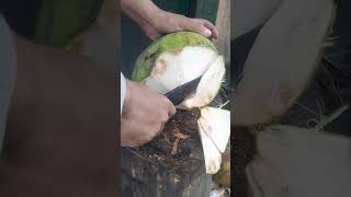 Awesome coconut cutting skills fypシ゚ coconut asmr satisfying shorts shortsviral fyp [upl. by Natalee548]