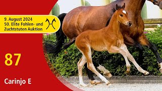 50th Elite Foal and BroodmareAuction  Aug 9th  No 87 Carinjo E by Casino Grande  Check In [upl. by Enaile]