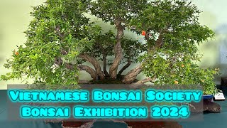 Vietnamese Bonsai Society exhibition 2024 [upl. by Llerrah]