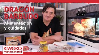 Alimentación Pogona y sus cuidados 【Dragón Barbudo🐉 】 [upl. by Fuhrman]