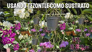 El mejor sustrato para tus Orquídeas tezontle o cascajo [upl. by Nivar]