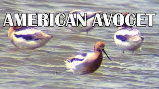 American Avocet at Hillman Marsh A Rare Sight [upl. by Bremble]