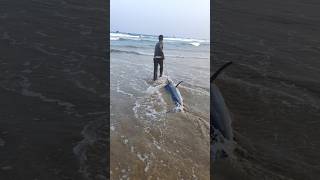 70 కేజీలు కొన్నం చేప కుల్లిపోయింది😭fishing seafood fishdelivery livefishes pudimadakabeach [upl. by Aneram383]