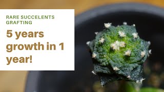 How to graft AriocarpusSuper rare succulent 5 years growth in 1 [upl. by Kabob]