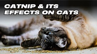 Catnip and Its Effects on Cats [upl. by Odraboel356]