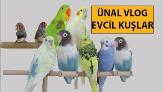 Ünal Vlog Evcil Kuşlar [upl. by Audra]