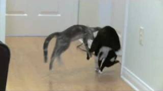 Cat Fights Slow Motion Classic [upl. by Boni]