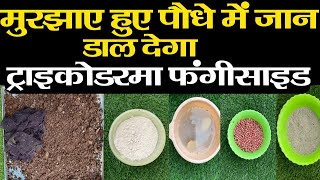 पौधे पर ट्राइकोडरमा का उपयोग कैसे करें  How to Use Trichoderma for Plants [upl. by Ettesel]