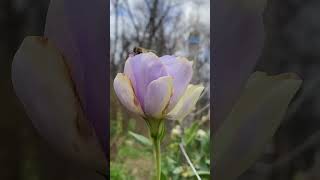 A Lisianthus in November lisianthus lisianthusflowers november garden flowergarden purple [upl. by Ihteerp152]