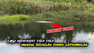 DIKAGETKAN DENGAN KEMUNCULAN BEONGAN TOMAN SAAT SEDANG ASIK ISTIRAHAT DI PINGGIRAN DANAU [upl. by Aynek]