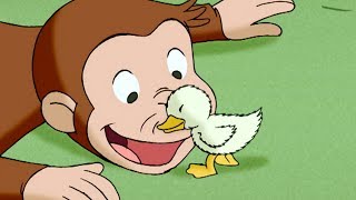 Curious George 🐵 A Monkeys Duckling 🐵 Kids Cartoon 🐵 Kids Movies  Videos for Kids [upl. by Aiekahs171]