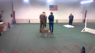 Chinese SharPei Really and Darin in AKC Graduate Novice obedience 2814 [upl. by Infeld]