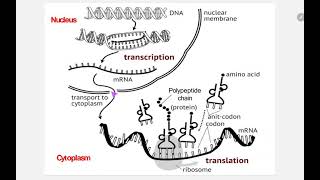 Polyribosome  Polysome [upl. by Ddet]