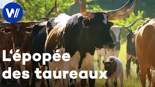 Le taureau compagnon de lhomme depuis le néolithique  De la domestication à lélevage intensif [upl. by Geilich]