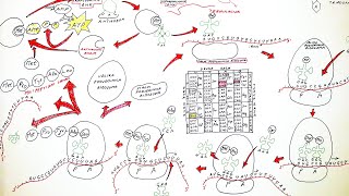 GENSKA EKSPRESIJA OD DNK DO PROTEINA BIOSINTEZA PROTEINA TRANSKRIPCIJA I TRANSLACIJA [upl. by Nichy]