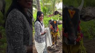 Jallikattu Vibes 😘❤️‍🔥 ytshortsindia shortsfeed viralvideo allkingsentry [upl. by Corene]