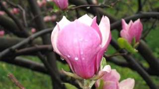 Magnolia  Beautiful flower [upl. by Wemolohtrab134]