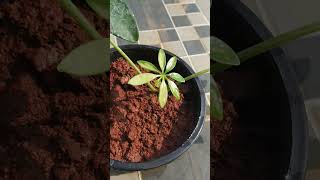 Umbrella plant propagated by cutting result  Schefflera actinophylla plant [upl. by Market]