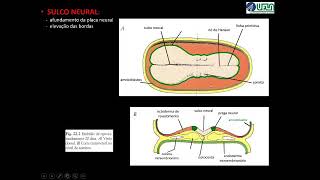 Neurulação  Primeiros Passos para a Formação do Sistema Nervoso [upl. by Deehsar562]