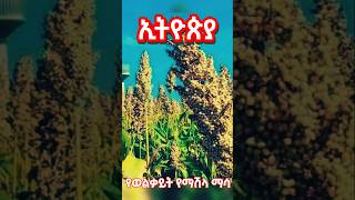 የወልቃይት የማሽላ ማሳ habesha ethioforumኢትዮፎረም ethiopia [upl. by Einnej831]