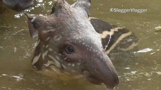 Adorable Newborn Tapir Baby And Mom Enjoy A Swim To Cool Off [upl. by Llenrag]