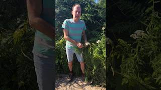 Yarrow achillea millefolium herbs foraging gardening permaculture hedges explore gardening [upl. by Yrome]