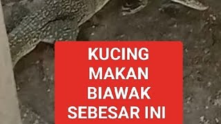 ko bisa kucing makan biawak sebesar ini [upl. by Assiluj948]