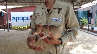 APOPO Rats Sniffing Minefield in Siem Reap Cambodia And Around The World Humanitarian Demining [upl. by Yojenitsirk]