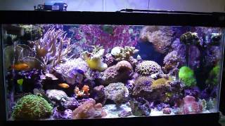 50 gallon reef tank [upl. by Cornwall]