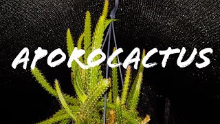 Hoe Te Verzorgen AporocactusSlangencactusStaartcactus [upl. by Moishe]