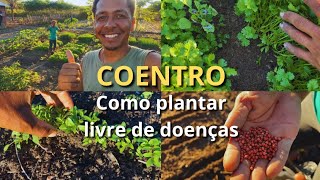 Coentro como plantar e manter livre de doenças [upl. by Eisdnil]