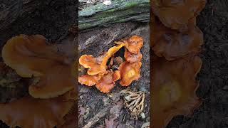 Eastern Jack o lantern mushroom Omphalotus illudens toxic [upl. by Ahker]