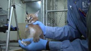 Caracal kittens at five weeks Growing fast [upl. by Shuma]