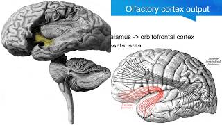 Neurosurgery written board crash course  olfactory system [upl. by Leid120]