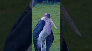 EP13 Marabou stork birds beautiful birds birdreview wildlife thenewsbird [upl. by Civ]