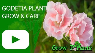 Godetia  grow amp care Clarkia amoena [upl. by Reizarf]