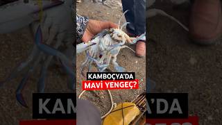 Kamboçya’da balık pazarı travel gezgin kamboçya yengeç maviyengeç food ilginç [upl. by Aicre]