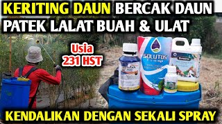 🔴 CARA AMPUH MENGOBATI KERITING DAUN BERCAK DAUN PATEK LALAT BUAH amp ULAT infopertaniancabe [upl. by Matias]