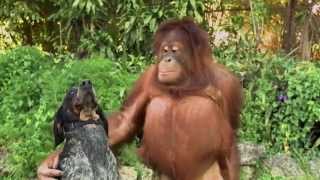 Unlikely Animal Friends Friends Furever Commercial  Google Android [upl. by Eirrol]