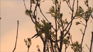 Common Cuckoo  Koekoek Cuculus Canorus Part 2 quot Avondrood quot [upl. by Laup273]