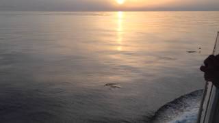 A pod of dolphins jumping near a cruise ship [upl. by Topping709]