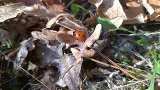 Coccinelle rouge [upl. by Onivla]