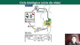 Tema Cyclospora cayetanensis [upl. by Yenduhc14]