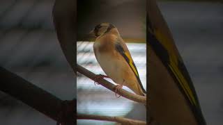 Aviary Bird collection  Outdoor Aviary  Finch Aviary  Canary Aviary  Singing Birds  Bird Song [upl. by Yelsehc]