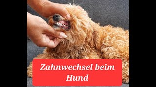 Zahnwechsel Hund Welpe Zahnkontrolle Milchzähne hundegesundheit hundewissen welpen welpenliebe [upl. by Slade]