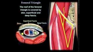 Femoral Triangle  Everything You Need To Know  Dr Nabil Ebraheim [upl. by Patsis361]