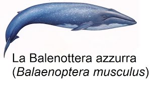 La Balenottera azzurra [upl. by As]