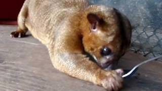 Kinkajou Eating Honey [upl. by Aneleiram]